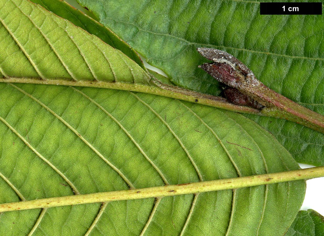 High resolution image: Family: Betulaceae - Genus: Alnus - Taxon: cremastogyne 